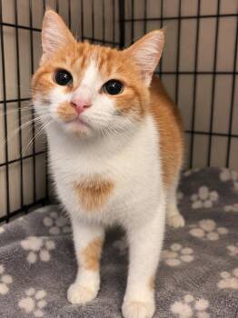 Polly Pocket -  Domestic Short Hair Cat for Adoption in Parkville, Maryland - Polly Pocket | PetCurious