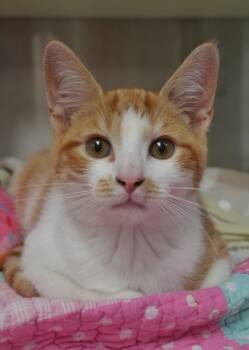 Rescue Domestic Short Hair Cats for Adoption in Aiken, South Carolina - Catan 60046 | PetCurious