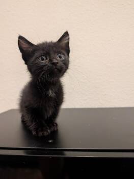 Reuben -  Domestic Short Hair Cat for Adoption in North Richland Hills, Texas - Reuben | PetCurious