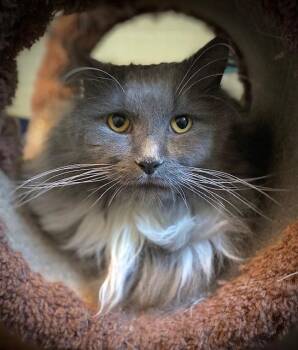 Domestic Long Hair Cats Available for Adoption - Grady | PetCurious