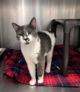 Domestic Short Hair Cats Available for Adoption in Fort Lupton, Colorado - Palm IL | PetCurious