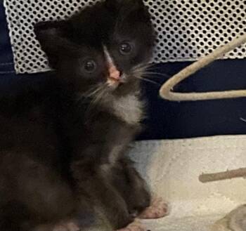 Howie -  Domestic Short Hair Cat for Adoption in Newaygo, Michigan - Howie | PetCurious