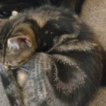 Rescue Domestic Short Hair Cats for Adoption in Rochester, Minnesota - Wilkins Tabby Kitten 1 | PetCurious