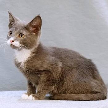 Slate -  Domestic Short Hair Cat for Adoption in Maynardville, Tennessee - Slate | PetCurious