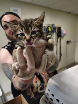 Katy Berry -  Domestic Short Hair Cat Available for Adoption - Katy Berry | PetCurious