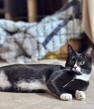 Domestic Short Hair Cats Available for Adoption - Zoloft | PetCurious