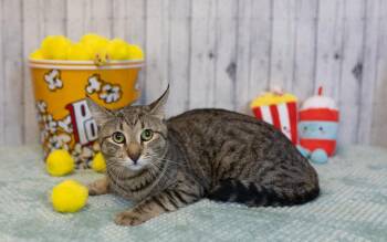 Domestic Short Hair Cats Available for Adoption in Roanoke, Texas - Bedford | PetCurious