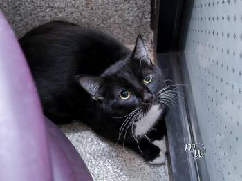 Domestic Short Hair Cats Available for Adoption - GUMBO | PetCurious