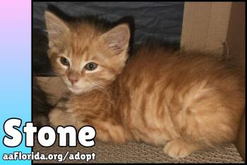 Stone -  Domestic Medium Hair and Tabby Cat for Adoption in Pensacola, Florida - Stone | PetCurious