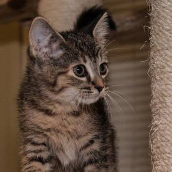 Holden -  Domestic Short Hair Cat for Adoption in Prescott, Arizona - Holden | PetCurious