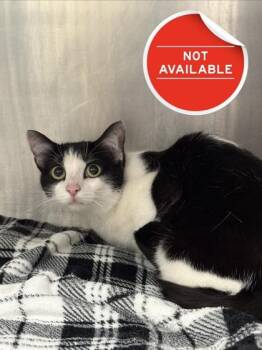Charlie -  Domestic Short Hair Cat for Adoption in Lowell, Massachusetts - Charlie | PetCurious