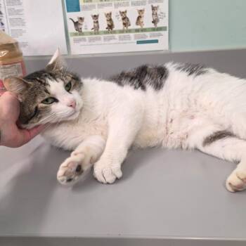 Cuddle Bug -  Domestic Short Hair Cat for Adoption in Athens, Tennessee - Cuddle Bug | PetCurious