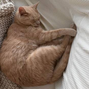 Ketchup -  Domestic Short Hair Cat for Adoption in New York, New York - Ketchup | PetCurious