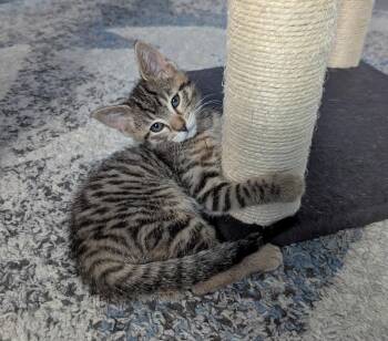 Rockie -  Domestic Short Hair Cat for Adoption in Rossville, Tennessee - Rockie | PetCurious