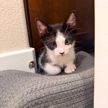 Rosanov -  Domestic Short Hair Cat for Adoption in San Juan Capistrano, California - Rosanov | PetCurious