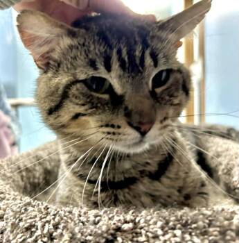 Bruce -  Domestic Short Hair Cat for Adoption in Champaign, Illinois - Bruce | PetCurious