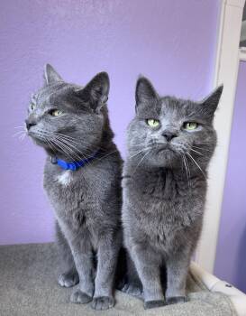 Domestic Short Hair Cats Available for Adoption - Bentley & Bentley Brother/Sister Pair  | PetCurious