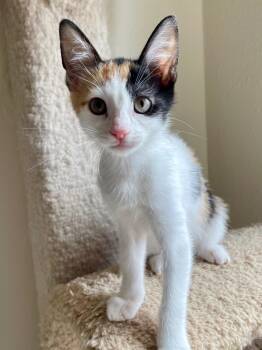 Flora -  Calico Cat for Adoption in Honolulu, Hawaii - Flora | PetCurious