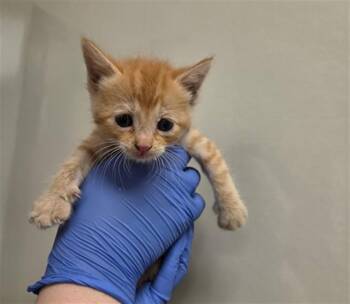 SUNNY - NEEDS A FOSTER -  Domestic Short Hair Cat for Adoption in Ontario, California - SUNNY - NEEDS A FOSTER | PetCurious