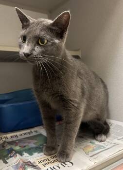 Freesia -  Domestic Short Hair Cat for Adoption in Mason City, Iowa - Freesia | PetCurious