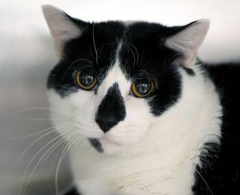 Turtle (AO37748) -  Tuxedo Cat for Adoption in Kansas City, Kansas - Turtle (AO37748) | PetCurious