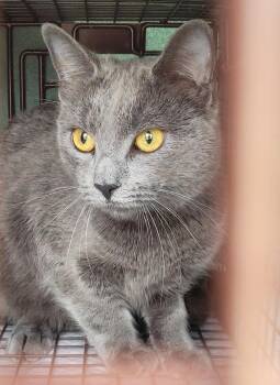 VIOLETA -  Russian Blue and Domestic Short Hair Cat for Adoption in Escalon, California - VIOLETA | PetCurious