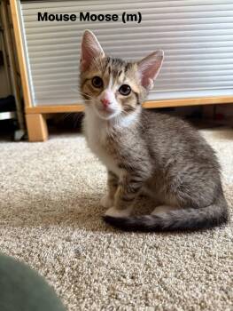 Rescue Domestic Short Hair Cats for Adoption in Inman, South Carolina - Moose | PetCurious