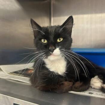 Domestic Medium Hair Cats Available for Adoption in Goleta, California - Cypress | PetCurious