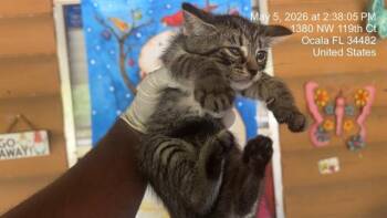 Domestic Short Hair Cats Available for Adoption in Ocala, Florida - IRIS | PetCurious