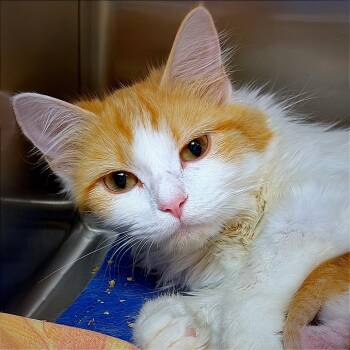 Tango -  Domestic Medium Hair Cat for Adoption in Hannibal, Missouri - Tango | PetCurious
