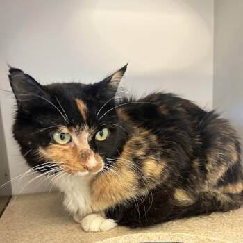 Marina -  Domestic Medium Hair Cat for Adoption in Park City, Utah - Marina | PetCurious