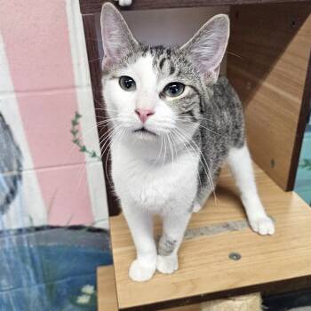 Rescue Domestic Short Hair Cats for Adoption in Laredo, Texas - Kain | PetCurious