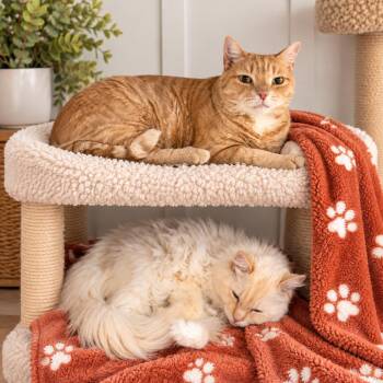 Oliver Twist -  Ragdoll Cat for Adoption in Hopkinton, Massachusetts - Oliver Twist | PetCurious