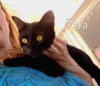 Domestic Short Hair Cats Available for Adoption in Saint James, Minnesota - Freya | PetCurious