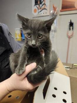 Domestic Short Hair Cats Available for Adoption in Kent, Washington - NELSON | PetCurious