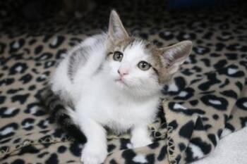 Trout -  Domestic Short Hair Cat for Adoption in Brunswick, Georgia - Trout | PetCurious