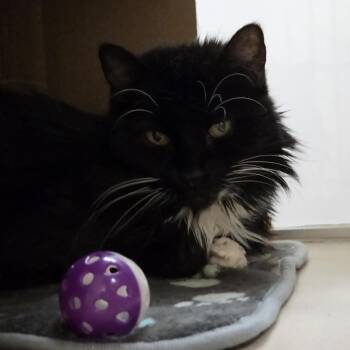 Lola -  Domestic Medium Hair Cat for Adoption in Ballston Spa, New York - Lola | PetCurious