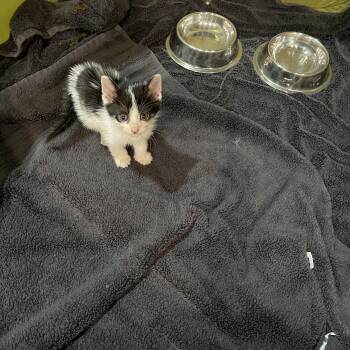 Tuxedo Cats Available for Adoption in Columbia, South Carolina - Harry And Ginny | PetCurious