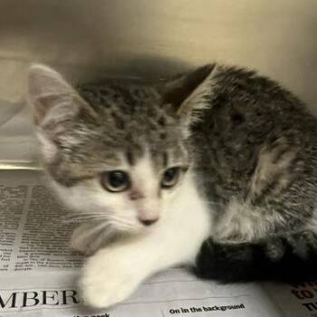 Squirrel -  Domestic Short Hair Cat for Adoption in Winston-salem, North Carolina - Squirrel | PetCurious