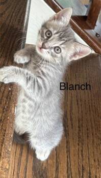 Rescue Tabby and Domestic Short Hair Cats for Adoption in Liverpool, Texas - Blanch | PetCurious