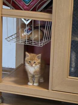 Domestic Medium Hair Cats Available for Adoption in Camden, South Carolina - Master Nick Splinter (available For Pre-adoption) | PetCurious