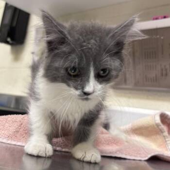 Lamb -  Domestic Short Hair Cat for Adoption in Asheville, North Carolina - Lamb | PetCurious