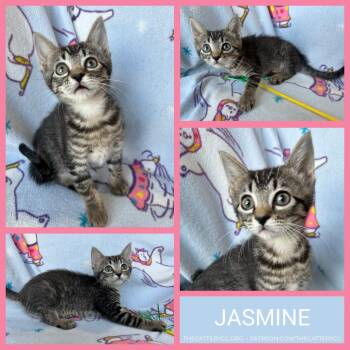 Jasmine -  Domestic Short Hair Cat for Adoption in Corpus Christi, Texas - Jasmine | PetCurious