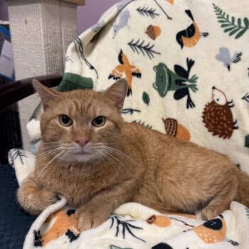 Rescue Domestic Short Hair Cats for Adoption in Freeport, New York - Gus | PetCurious
