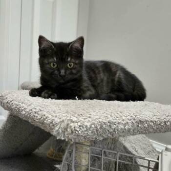 Andrea -  Domestic Short Hair Cat for Adoption in Abbotsford, British Columbia - Andrea | PetCurious