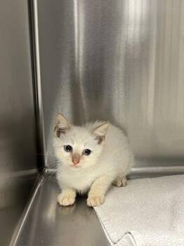 Miki -  Domestic Short Hair Cat for Adoption in Memphis, Tennessee - Miki | PetCurious