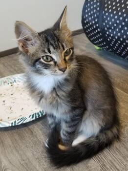 Rescue Oriental Tabby Cats for Adoption in San Saba, Texas - Tilly | PetCurious