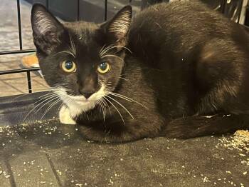 Rescue Domestic Short Hair Cats for Adoption in Cloquet, Minnesota - Triscuit | PetCurious