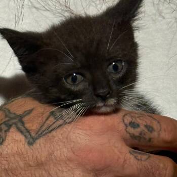 Kera -  Domestic Short Hair Cat for Adoption in West Palm Beach, Florida - Kera | PetCurious