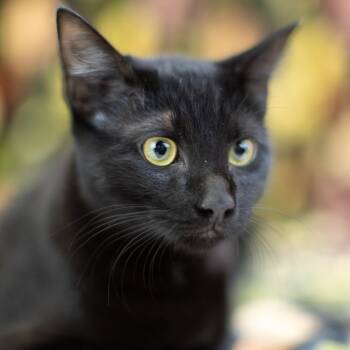 Rescue Domestic Short Hair Cats for Adoption in East St. Louis, Illinois - Calypso - C | PetCurious
